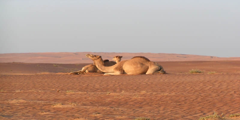 Camels in Wahiba Sands
